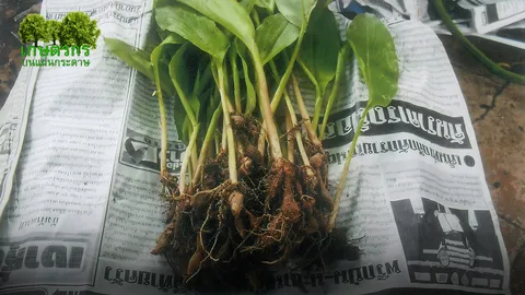 “กระชายป่า” กับวิธีบำรุงกำหนัด คนเป็นกามตายด้านได้