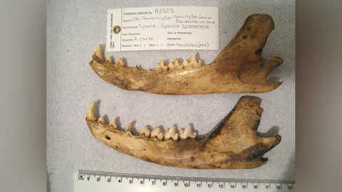 ค้นพบการสูญพันธุ์อย่างลึกลับของเสือแทสมาเนีย