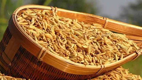 ปรับ พ.ร.บ.คุ้มครองพันธุ์พืช เปิดช่องเกษตรกรเก็บเมล็ดพันธุ์ไว้ใช้เองได้