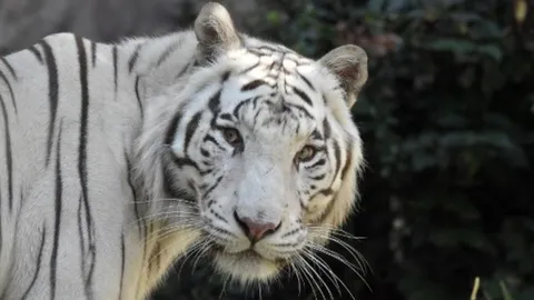 ประมาทเป็นเหตุ! จนท.สวนสัตว์อินเดียลืมล็อกกรง โดนเสือขาวรุมขย้ำดับ