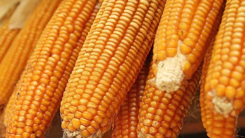 ซื้อโลละ 8.50 บาทเล็งขาย “บาทเดียว” 