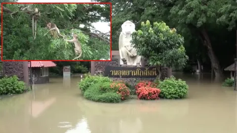 น้ำชีล้นตลิ่ง ท่วมวนอุทยานโกสัมพี บางจุดลึก 5 ม. กระทบลิงแสม 800 ตัว