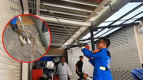 งูเหลือมบุก! ยั้วเยี้ยที่หาดใหญ่ รุ่นใหม่เพิ่งฟักจากไข่ กำลังหิวโซ