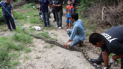 สยอง งูเหลือมรัดหมา กำลังจะเขมือบ เจ้าของไปช่วยไม่ทัน เจ้าตูบดับสลด