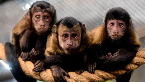 การทรงตัวที่มั่นคงของเจ้าจ๋อ