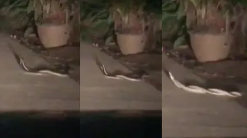  อื้อหือ!! จ้องดูไม่กระพริบ งูแสงอาทิตย์กำลังนัวเนีย ลุ้นโชคตีเลขเด็ด (คลิป)