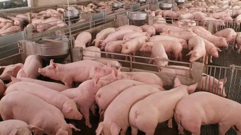 ดัชนีราคาสินค้าเกษตร เดือนก.ย. ร่วง หมูถูกลง เพราะฝนชุก ทำซื้อขายอืด