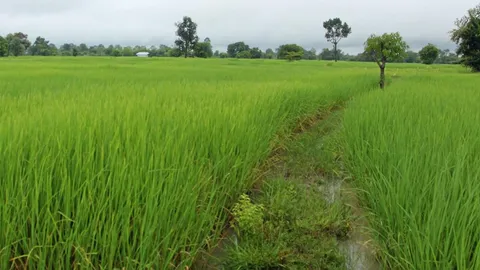 เมินอาชีพรัฐหนุน กระอักต้นทุนสูง เกษตรกร แห่คืนที่ดิน ส.ป.ก. กว่า 10%