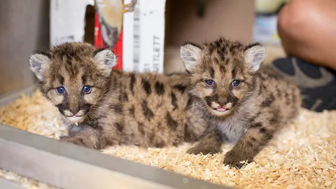 ลูกเสือคูการ์ ย้ายมาอยู่บ้านใหม่