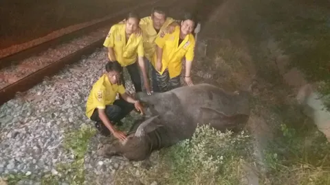 ไม่น่าเลย! เจ้าตาหวาน น้องควายหนุ่มเมืองชล โดนรถไฟชนตายอนาถ