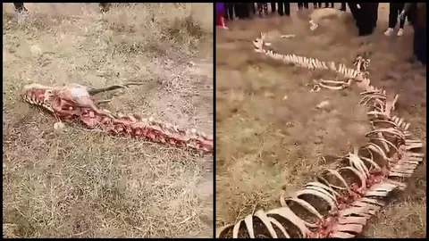 อึ้ง! จีนพบโครงกระดูกปริศนายาว 60 ฟุต ชาวบ้านเชื่อเป็นกระดูก ‘มังกร’ (คลิป)