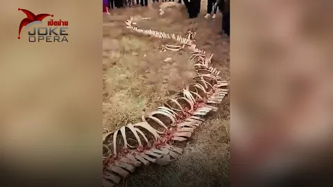 พบโครงกระดูกมังกรในจีน? (คลิป)