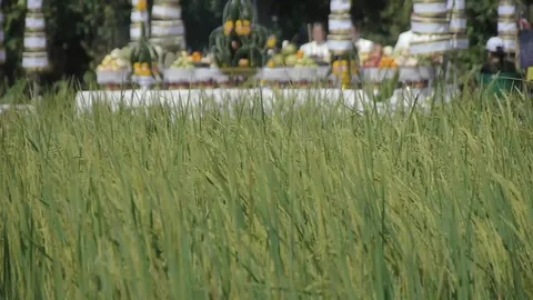 อัญเชิญพระแม่โพสพ 8,999 ต้น จัดแสดงนิทรรศการ รอบพระเมรุมาศจำลอง