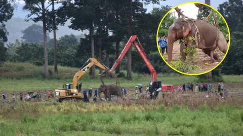 อีกนิดเดียว! เอาใจช่วย‘ธารา’ ช้างป่ามากับน้ำ ยังไม่พ้นวิบาก (ชมคลิป)