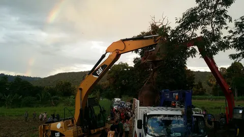 สายรุ้งโผล่! หลังช่วย 'ธารา' ช้างมากับน้ำ ขึ้นรถสิบล้อได้สำเร็จ 