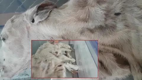 ลูกควายลำตัวติดกัน มี 2 หัว 6 ขา คลอดออกมาแล้วตาย เก็บในวัดนครนายก