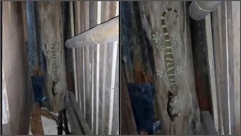 เลิกเลี้ยงแมวได้เลย! เขาเป็นใคร ทำไมต้องมาช่วยจับหนู (คลิป)