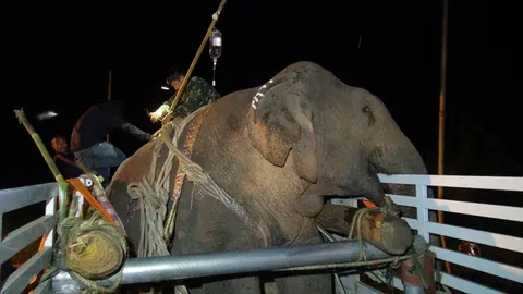 ‘ธารา’ ช้างป่าตกน้ำ ถึงสถาบันคชบาลลำปางแล้ว สัตวแพทย์เตรียมรักษา