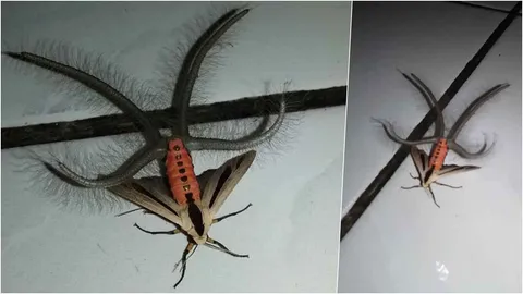 นี่มันตัวอะไร! โซเชียลแชร์ภาพแมลงประหลาด แท่งมีขนโผล่จากก้น ยืดหดได้