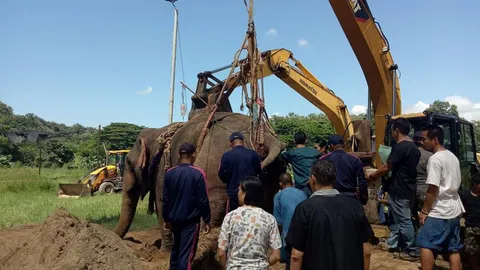 ช้างสีดอชมพูอาการยังทรงตัว สัตวแพทย์คาดอวัยวะภายในบอบช้ำหนัก