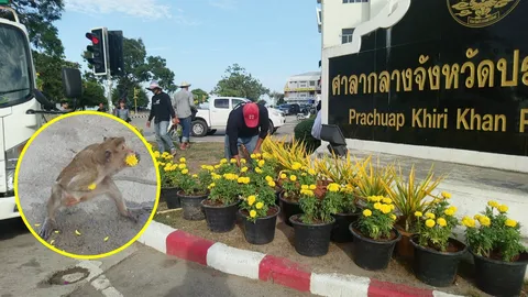 ฟ้องด้วยภาพ กับคำเฉลยปมดราม่า ทำไม..ไม่ปลูกต้นดาวเรือง (คลิป)