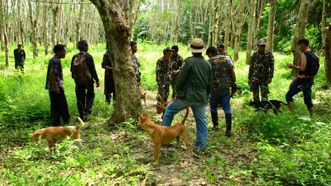 ตามหาหมีชุมพร 5วันยังเหลว ชาวบ้านไปกรีดยางยังเจอวิ่งหนีแทบไม่ทัน