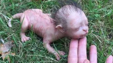 มาเลย์ปัดแค่ตุ๊กตายาง! ลือหนัก เจอสัตว์ประหลาด หัวคล้ายคนที่ปาหัง