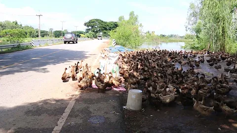 เป็ดไล่ทุ่งขอนแก่นเดือดร้อน! หนีน้ำท่วม ออกไข่น้อย ทำรายได้หด