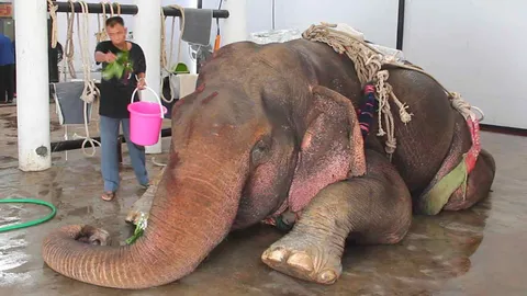 นิมนต์พระสวดบังสุกุล ก่อนผ่าซาก 'ธารา' ช้างป่าสีดอ คาด 14 วันรู้ผล