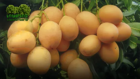 “มะปรางหวานศรีสุภา” ใหญ่ดกอร่อย