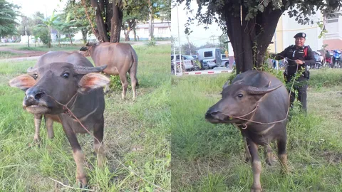 สภ.พิมาย คุม 2 ควาย เดินพล่านห้างโลตัส! เจ้าของโร่โชว์หลักฐานรับคืน  