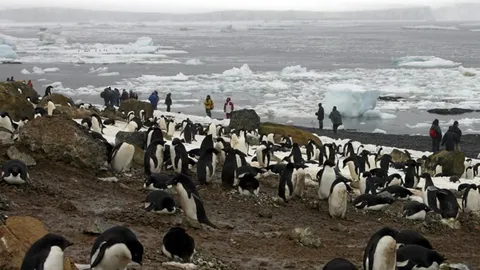 นกเพนกวินแอนตาร์กติกตกอยู่ในความเสี่ยง