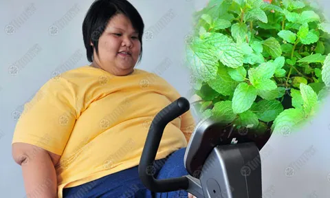 ลดความอ้วนด้วยจมูกดมสะระแหน่  ก่อนอาหารทำให้อิ่มเร็ว