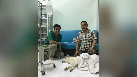 คืนเดียวเบื่อไป 5 ตัว! ใครกันใจร้ายวางยาสุนัขแม่ระมาด ตาย 4 รอดแค่ 1