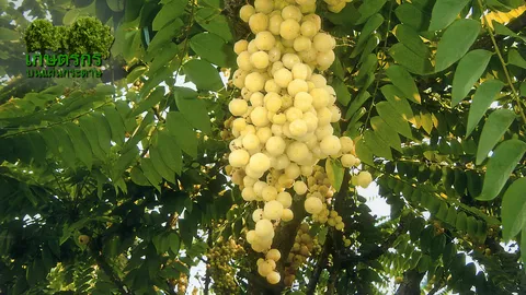 “เนื้อไม้ต้นมะยม” รักษาโรคผิวหนังประดง