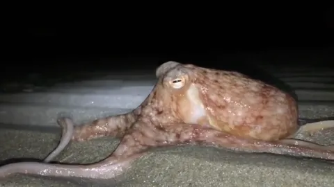 ชาวบ้านตะลึง หมึกยักษ์หลายสิบตัว หนีน้ำทะเล ขึ้นชายหาดเวลส์ (คลิป)