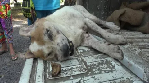 รอดหวุดหวิด! ช่วยชีวิต'เจ้าไวไว'หมา กระดูกติดคอ 3 วัน จนอักเสบ 