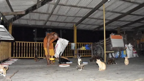 น้ำท่วมวัดอัมพวันที่อ่างทอง ทำพระ หมาแมวเดือดร้อน น้ำเริ่มเน่ายุงชุม