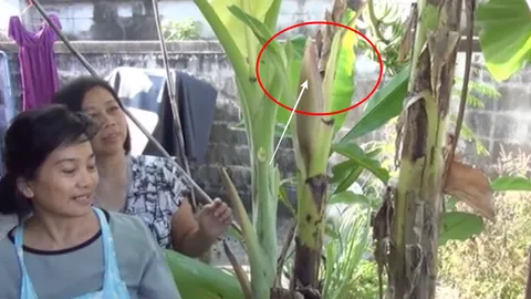 เลขบ้านแทงหวย! ปลีกล้วยตัดทิ้งนาน 5 เดือน ดันมียอดใบขึ้น เชื่อให้โชค