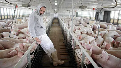 อิทธิพลคนเลี้ยงหมูสหรัฐฯ อำนาจเหนือประธานาธิบดี