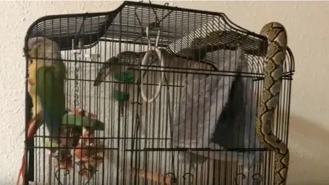 เห็นแล้วสยอง นกน้อยกลัวจนตัวแข็งทื่อ งูเหลือมพันรอบกรง หวังเขมือบ