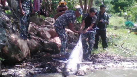 พ่อเมืองพัทลุงฟันเฉียบขาด ชาวประมงจับปลาบึก ลงอวนทำโลมาอิรวดีตาย