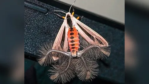 พบผีเสื้อราตรีรูปร่างประหลาดในอินโดนีเซีย