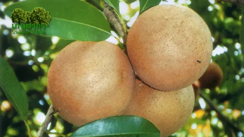 “ละมุดยักษ์สาลี่” กับแหล่งขายกิ่งตอน