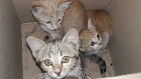 ช่วยหนูด้วย! 3 เกลอจอมซน เล่นเพลินติดรถทัวร์จากเชียงใหม่ มาถึงสุโขทัย 