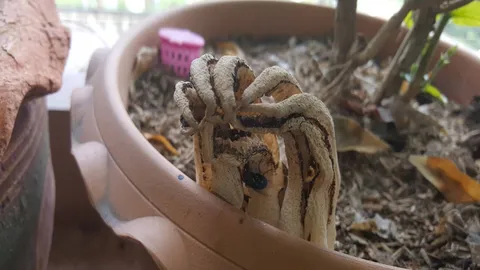 'เห็ดปลาหมึก'หายากติดอันดับ 2 โลก เจ้าของ เผย ฝันเห็นเลข 85 ไปซื้อเลยถูก