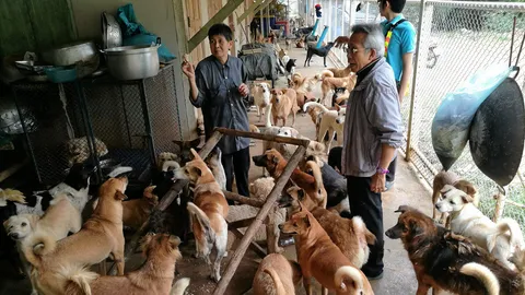 ผัวเมียเศรษฐีรถโม่ปูนใจบุญ หมดกว่า 100 ล้าน ช่วยหมา-แมวจรจัดนับพัน