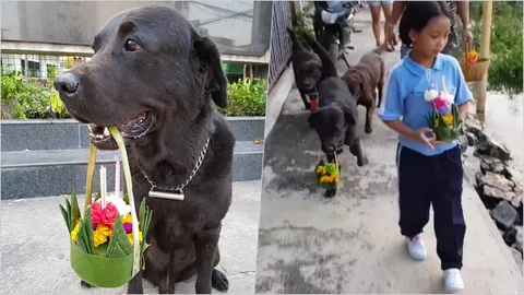น่าเอ็นดู! เปิดความน่ารัก 'มัชเฌ' สุนัขแสนรู้ ขอลอยกระทงด้วย (คลิป)