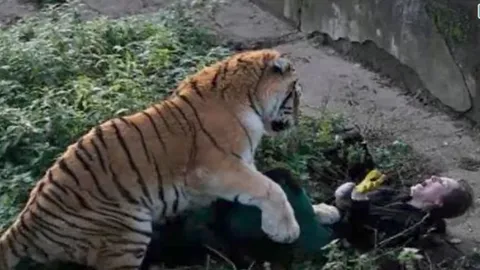 สุดสยอง! เสือไซบีเรียหลุดกรง ตะปบจนท.สวนสัตว์หญิงรัสเซีย ต่อหน้านทท.