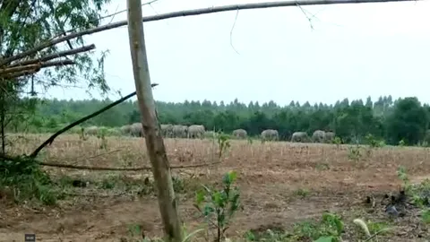 ชาวบ้านท่าตะเกียบ ครวญ ช้างป่า กว่า 300 ตัว กัดกินพืชไร่ เสียหายหนัก